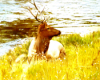 Bull Elk by the Yellowstone