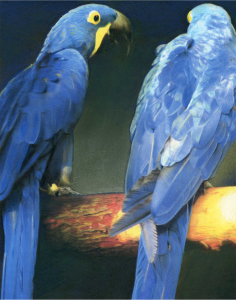 Blue Macaws