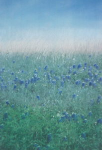 Field of Blue