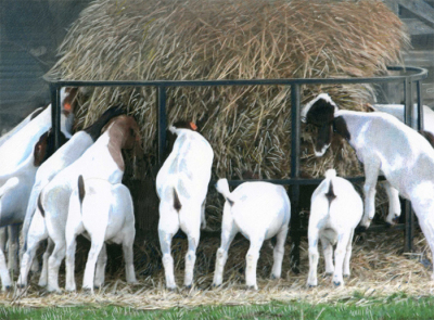 Alice's Little Goats