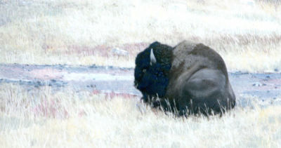 A Lord of Yellowstone