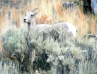 Wild Sheep in Sage