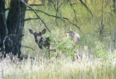 The Spirit of the Forest