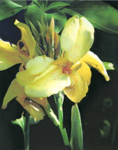 Yellow Iris