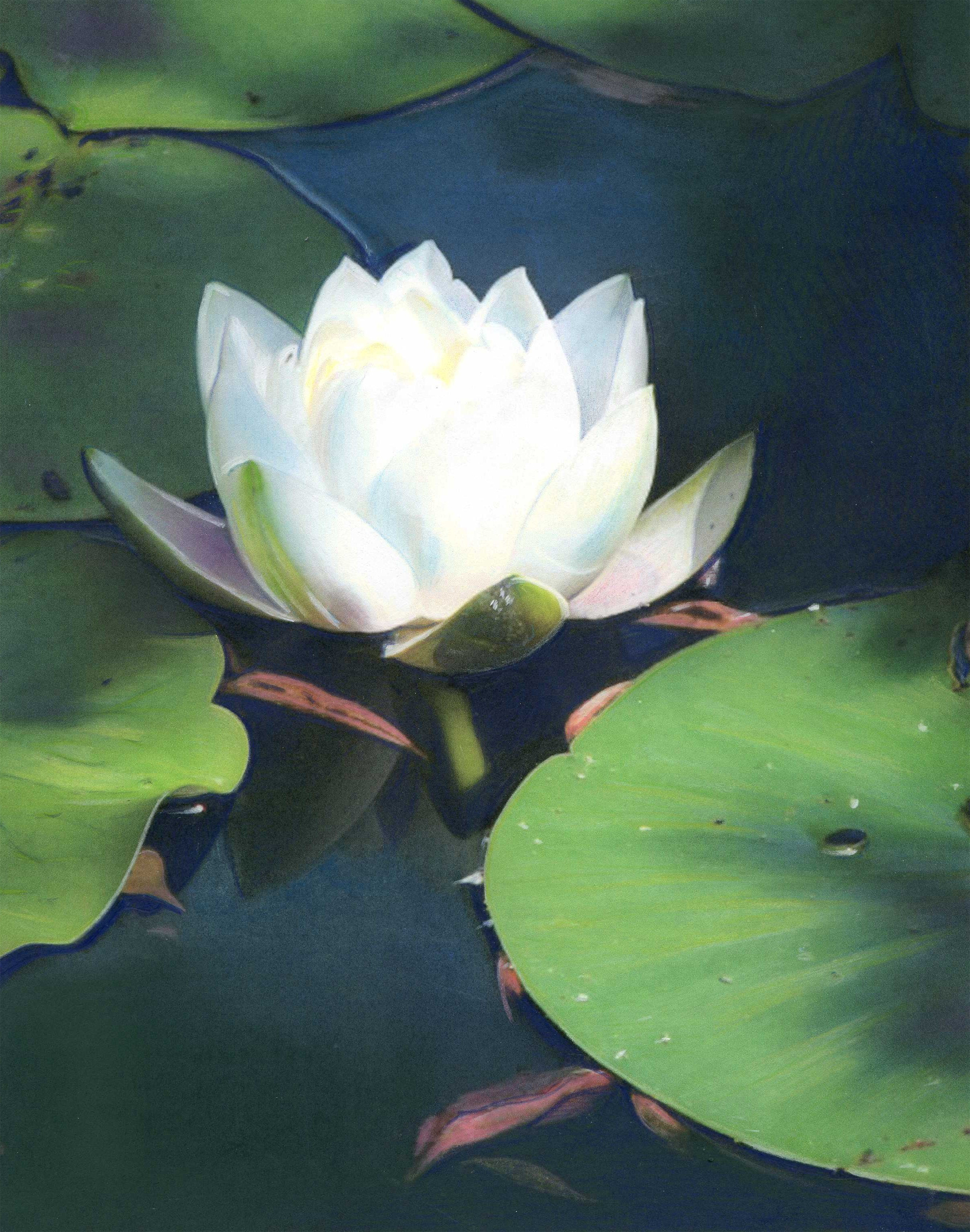 waterlily2_03.jpg